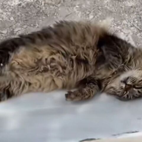 Πέθανε η Λουκία, η γάτα – μασκότ του αρχαίου θεάτρου του Διονύσου της Ακρόπολης