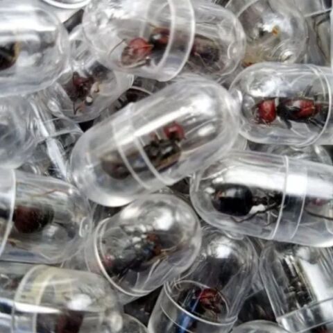 Κινέζος κατηγορείται για απόπειρα λαθρεμπορίας 2.000 μυρμηγκιών από την Κένυα - Oδηγήθηκαν στη δικαιοσύνη για παράνομη εμπορία άγριας ζωής 