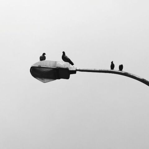 Γιατί δεν βλέπουμε ποτέ μωρά περιστέρια; Η επιστημονική εξήγηση πίσω από το αστικό μυστήριο - Γιατί τα νεογέννητα είναι αθέατα στα μάτια των περαστικών