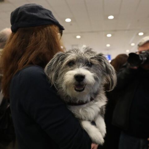 Επιχείρηση «Κιβωτός»: Πώς στήθηκε ο επαναπατρισμός των 101 Ελλήνων με τα 45 κατοικίδιά τους 