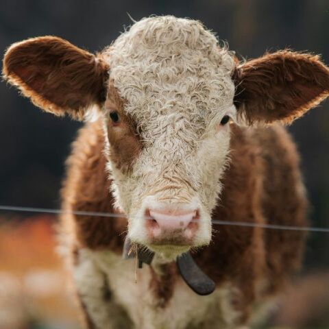 Σε κατάσταση έκτακτης ανάγκης η Λέσβος λόγω αφθώδους πυρετού