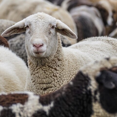 Πρόβατα στην εξοχή