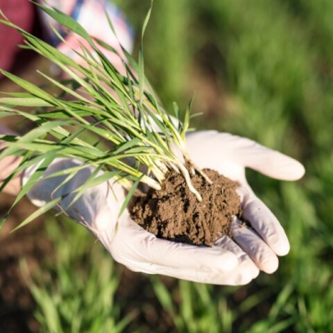 Αγρότης στο χωράφι κρατά στα χέρια ένα φυτό