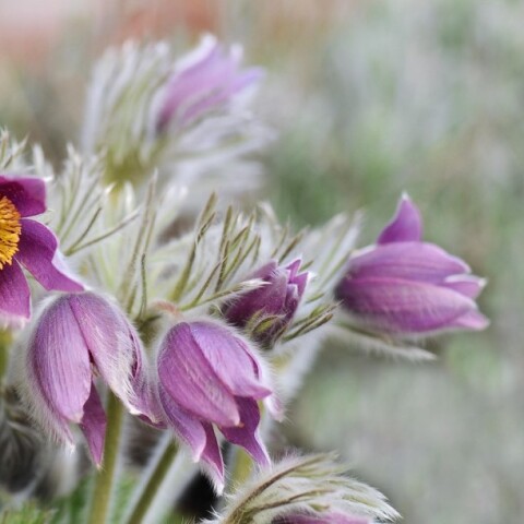 Λουλούδια στην εξοχή