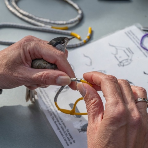 πετροπουλος