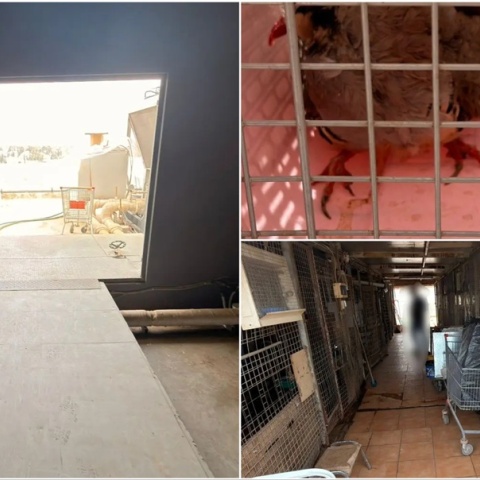 Εικόνα από το μαντρί σε ταράτσα πολυκατοικίας στους Αμπελόκηπους