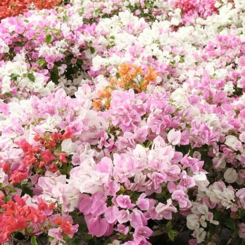 Εορτολόγιο: Σήμερα 7 Απριλίου 2026 γιορτάζει...