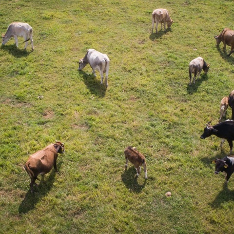 Από τα βοσκοτόπια στη χρεοκοπία