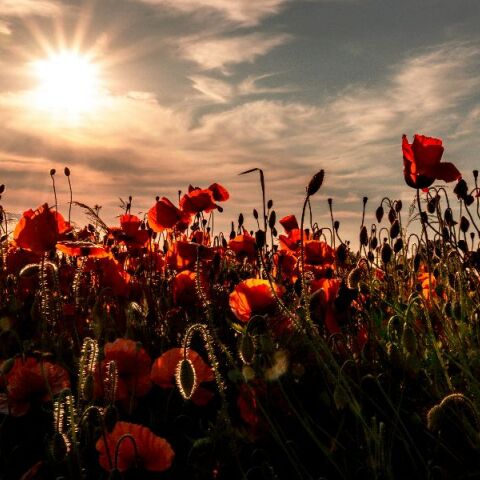 Εορτολόγιο: Σήμερα 8 Απριλίου 2026 γιορτάζει…