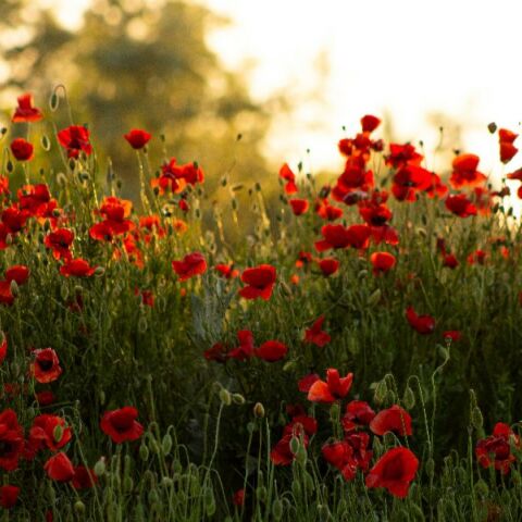 Εορτολόγιο: Σήμερα 9 Απριλίου 2026 γιορτάζει…