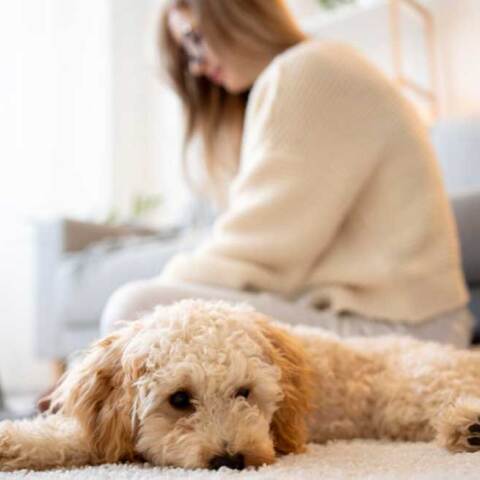 Σκύλος έχει ξαπλώσει στο χαλί του σαλονιού