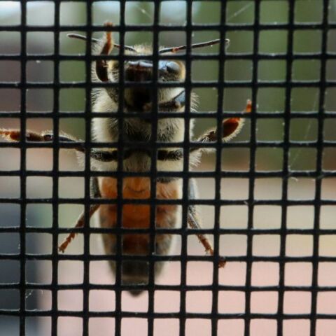 Ποιο είναι το πιο επώδυνο τσίμπημα στον κόσμο;