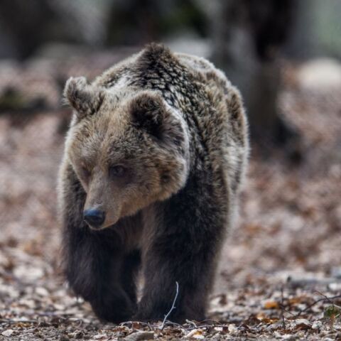 Αρκούδα εμφανίστηκε στο Ωραιόκαστρο Θεσσαλονίκης - Ο δήμος δίνει οδηγίες στους πολίτες για ασφαλή αντιμετώπιση και πρόληψη κινδύνων.