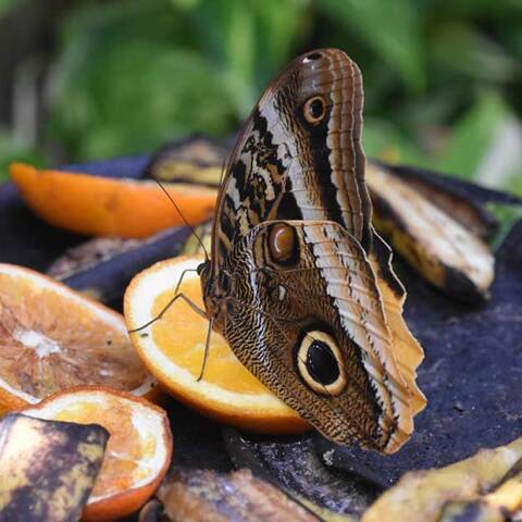 Πεταλούδα παίρνει τους χυμούς από φέτες πορτοκαλιού στον κήπο
