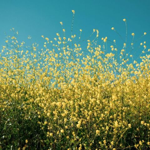 Εορτολόγιο: Σήμερα 15 Απριλίου 2026 γιορτάζει…