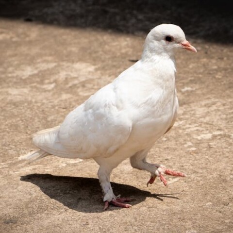 Λευκό περιστέρι περπατά στο δάπεδο