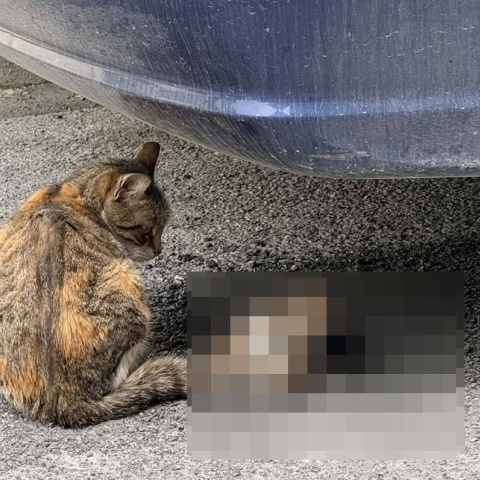 Βόλος: Έδεσαν νεογέννητα γατάκια στην ουρά της μητέρας τους