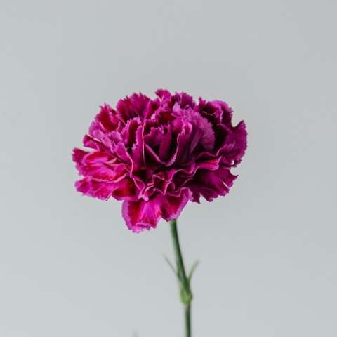 Ροζ γαρύφαλλο