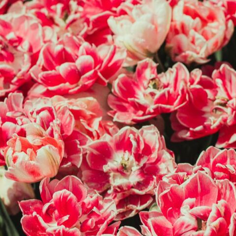 Εορτολόγιο: Σήμερα 22 Απριλίου 2026 γιορτάζει…