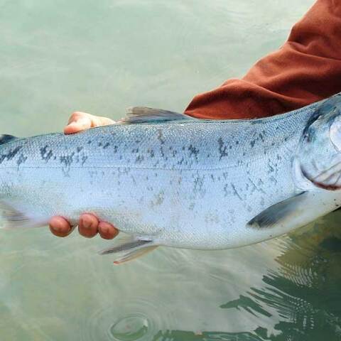 Ψαράς κρατά σολομό στα χέρια