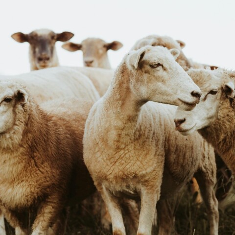 Λασίθι: Δύο αδέρφια επιτέθηκαν σε 36χρονο με μαχαίρι επειδή τους κατηγόρησε ότι τα ζώα τους μπαίνουν στο χωράφι του