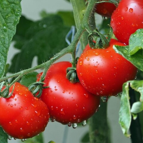 Ντομάτες σε γλάστρες