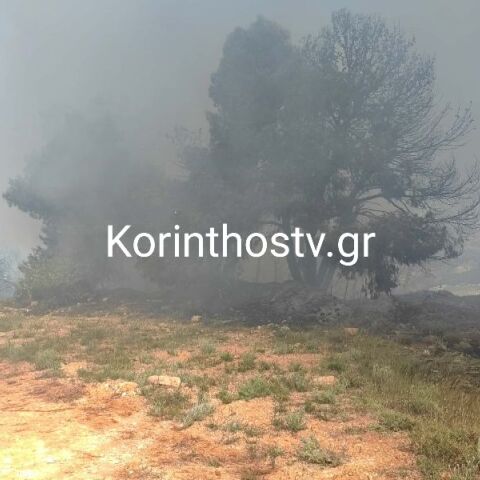 Κορινθία: Φωτιά σε πευκοδάσος στο Ζευγολατιό – Μεγάλη κινητοποίηση της Πυροσβεστικής