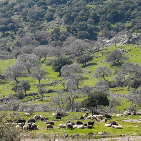 Ζώα σε κτηνοτροφική μονάδα της Λέσβου