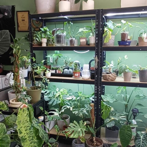 «My tropical plant» στη Θεσσαλονίκη