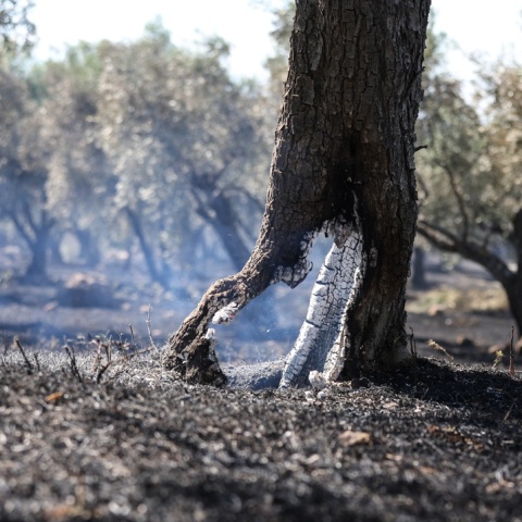 Κορμός δέντρου που καπνίζει μετά από φωτιά