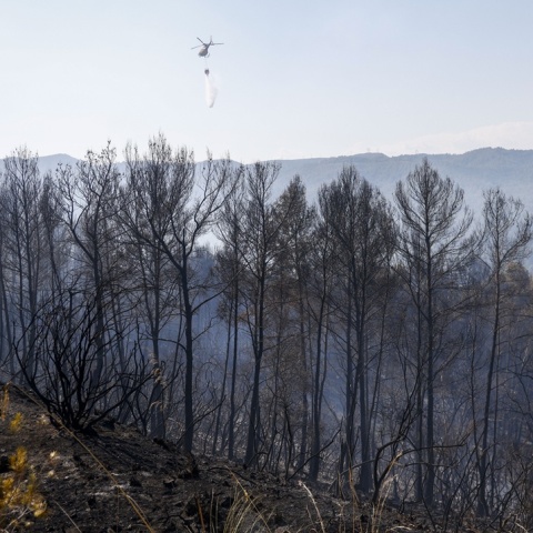 Καμένα δέντρα σε δάσος της Ισπανίας