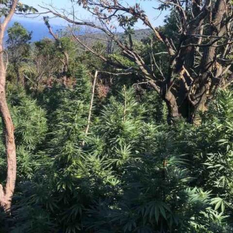 Δάσος κάνναβης στη Φθιώτιδα