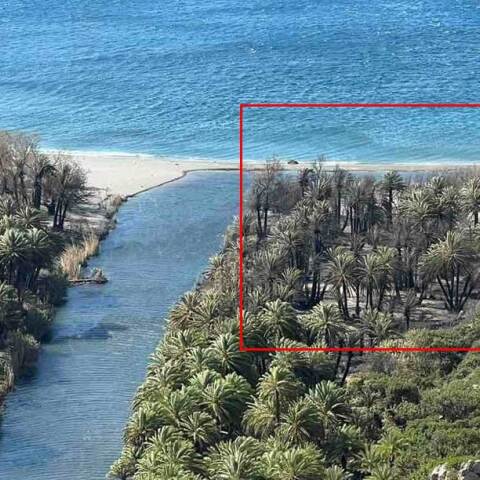 Μικρές ζημιές από τη φωτιά στο Φοινικόδασος Πρέβελη