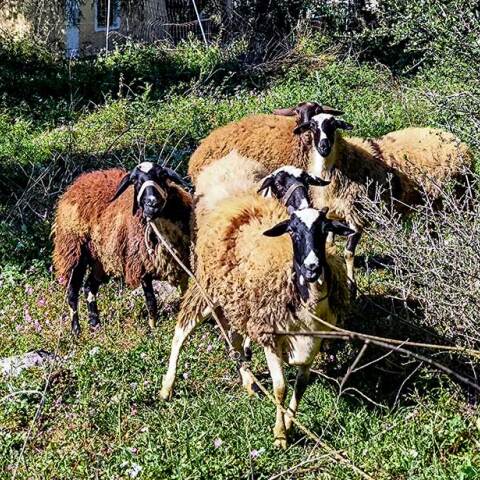 Πρόβατα έξω από στάνη κτηνοτρόφου