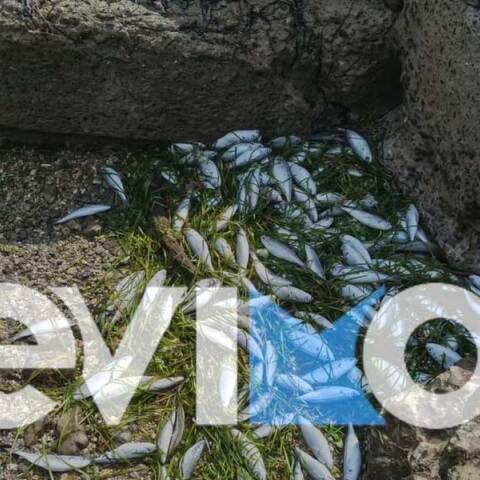 Νεκρά ψάρια στην Εύβοια