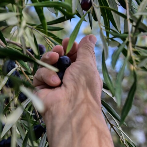 Χέρι παραγωγού σε κλαδί ελιάς