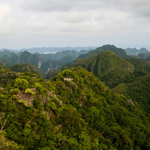 Τα δάση σύμμαχος απέναντι στην κλιματική αλλαγή