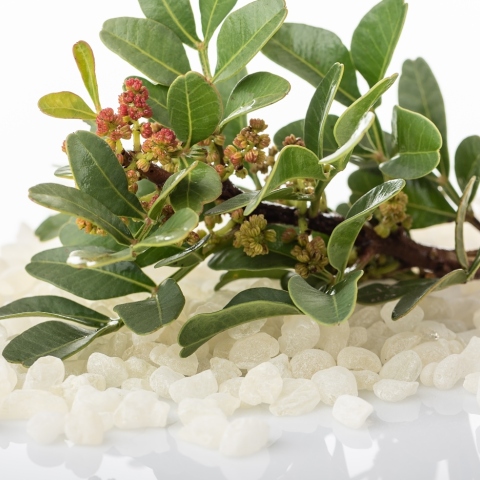 Μίξερ από τον Στέλιο Παρλιάρο: 10 συνταγές με μαστίχα Χίου