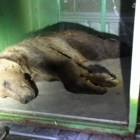 Πλατώνις: Η νεαρή αρσενική αρκούδα απέστρεψε στην Καστοριά