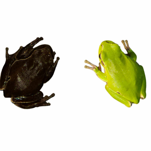 Από πράσινα τα βατράχια στο Τσέρνομπιλ έγιναν μαύρα