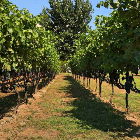 Αστικός αμπελώνας Δήμου Θεσσαλονίκης