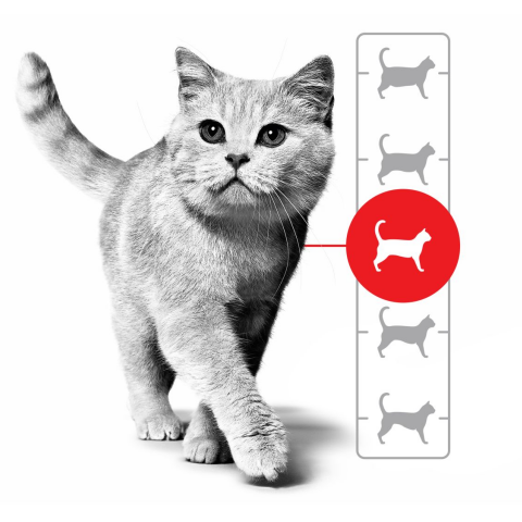 Γατάκι, μετάβαση στην ενηλικίωση