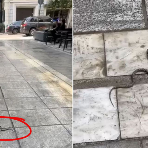 Οχιά στο Κολωνάκι