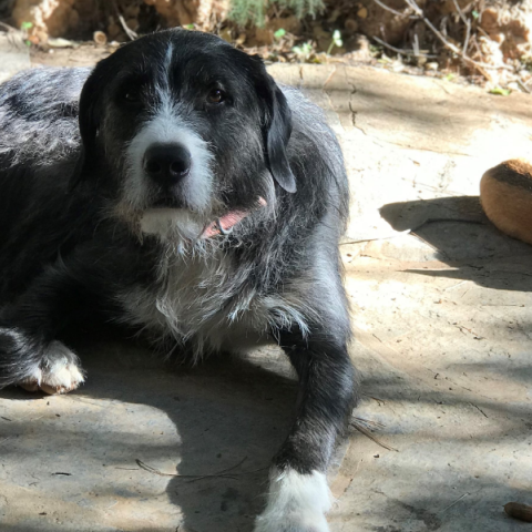 Σκύλος και θερμοπληξία: Πώς θα προστατεύσετε το κατοικίδιό σας