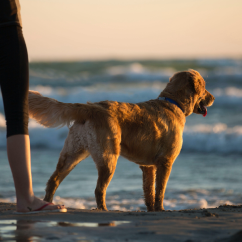 Πώς προστατεύουμε τον σκύλο μας από τη ζέστη