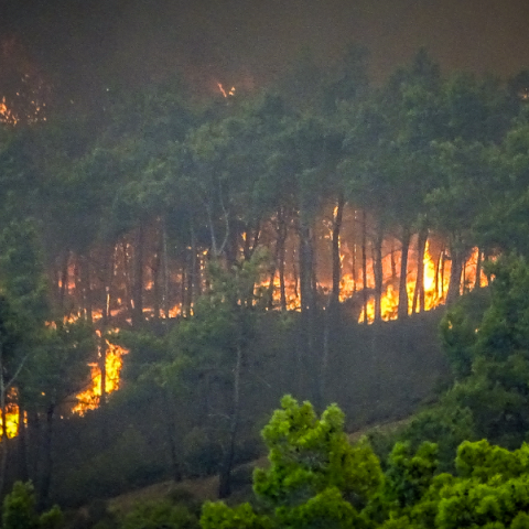 Δασικές φωτιές: Η ατιμωρησία και η σιωπή ανοίγουν την όρεξη