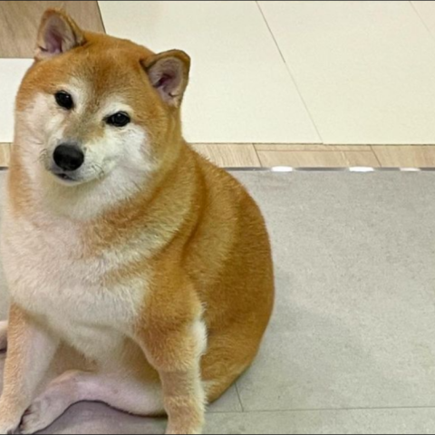 Balltze Cheems: Πέθανε ο viral σκύλος