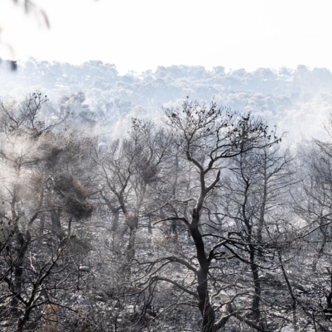 Η φωτιά στην Πάρνηθα