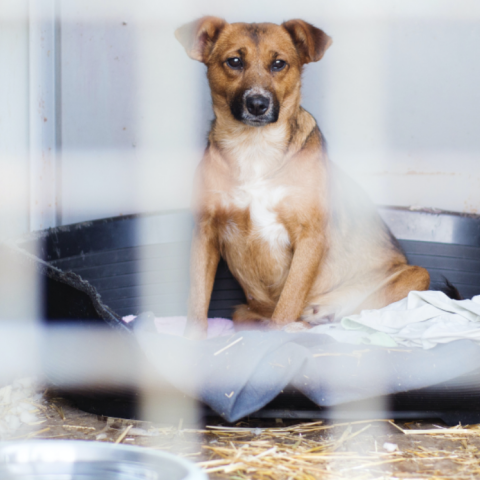 Μπόνους για την ενθάρρυνση της υιοθεσίας των εγκαταλελειμμένων ζώων στην Ιταλία