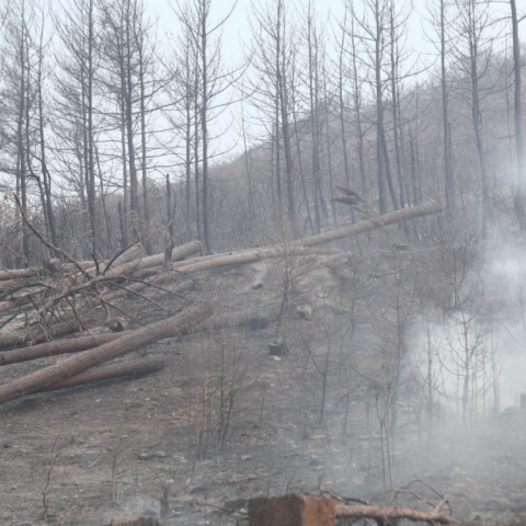 Καμένα δέντρα στον Έβρο